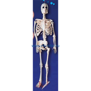 Скелет Скелет пластмассовый, размер 21 см.
Производство: Италия